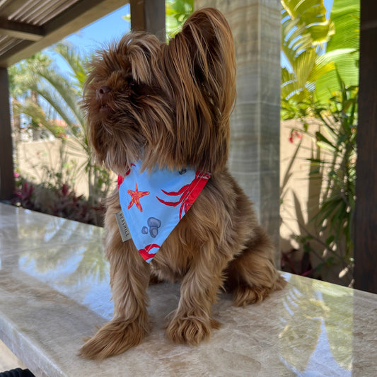 B-Crabbing ( Dog Bandana ) - Beachill