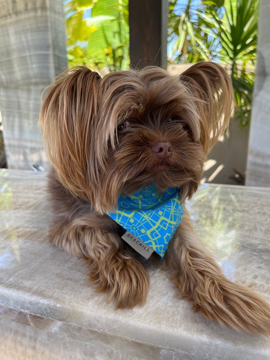 B-Lime ( Dog Bandana ) - Beachill