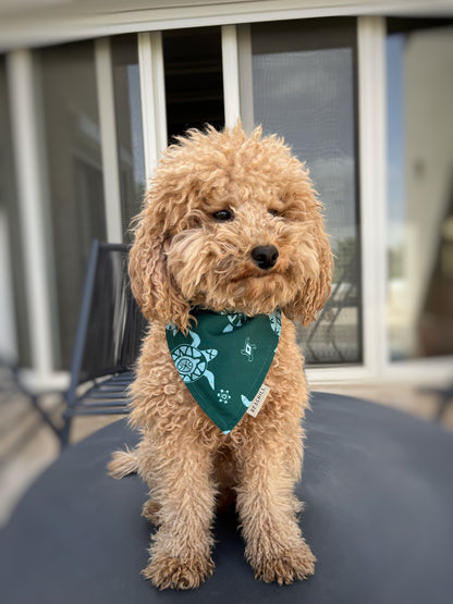 B-Turtling ( Dog Bandana )