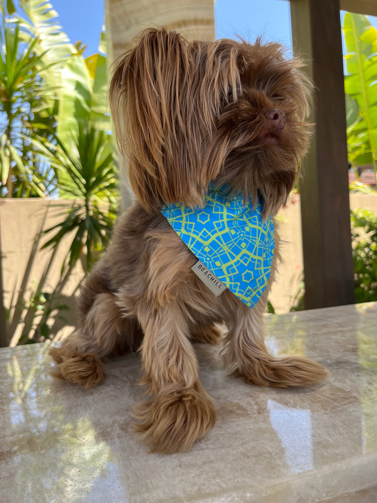 B-Lime ( Dog Bandana )